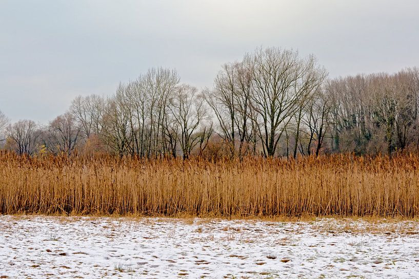 Winter in de meersen van de Bourgoyen par Kristof Lauwers