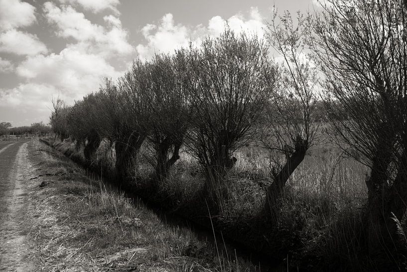 Landweg met knotwilligen by Abra van Vossen