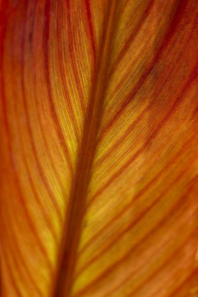 Leaf of the Indian flower reed by Walter G. Allgöwer