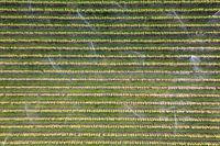 De fruitbomen worden besproeid