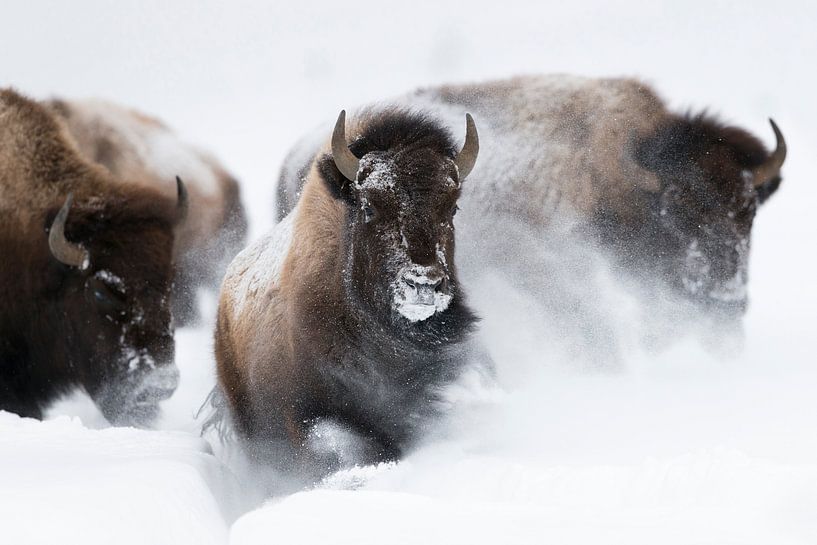 American Bisons ( Bison bison ) running through fresh powder snow by wunderbare Erde