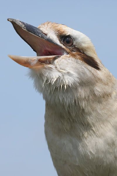 Kookaburra (Dacelo novaeguineae) par Ronald Pol