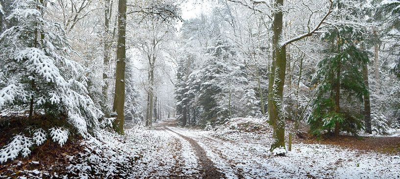 Winterpanorama im Wald von Corinne Welp