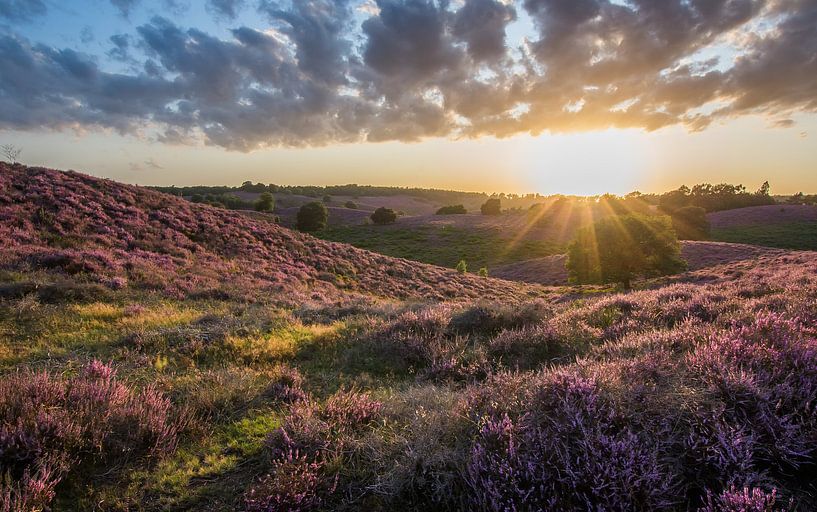 Violet Posbank par Danny Slijfer Natuurfotografie