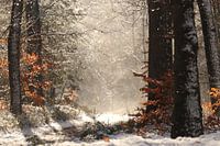Portrait magique de la neige