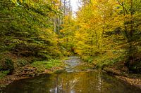 Goldener Herbst im Kirnitzschtal/Sächsische Schweiz