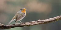 Robin sur la branche