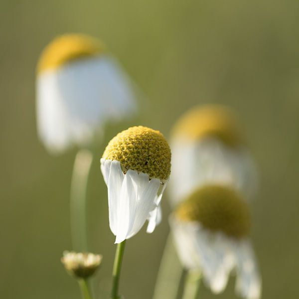 Kamille von Marianne Twijnstra