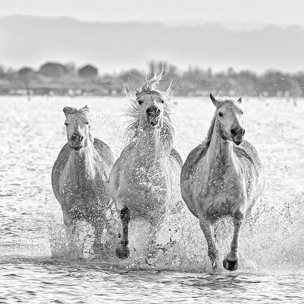 Chevaux de course de Camargue (noir et blanc) par Kris Hermans