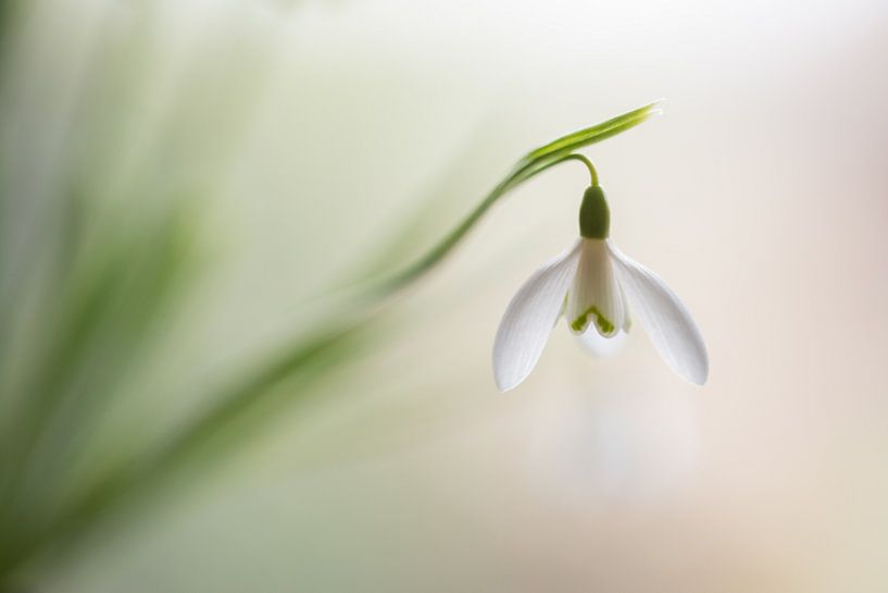 Sneeuwklok lampje von Chantal van Dooren