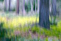 Bos ICM (Intentional Camera Movement)