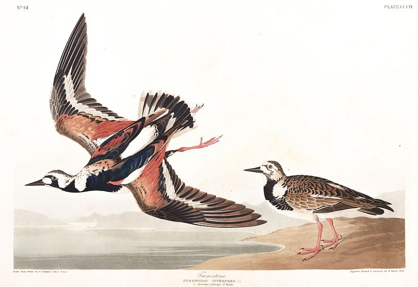 Tournepierre à Collier par Birds of America