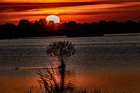 Arbre en plein soleil