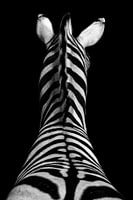 Zebra in black and white