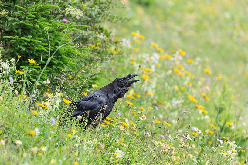 Appel du grand corbeau sur une prairie alpine en fleurs dans les Alpes, dans le Berchtesgadener Land. par Jiri Viehmann