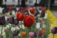 Colourful tulip meadow in Riga