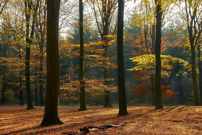 Autumn forest by Ad Jekel