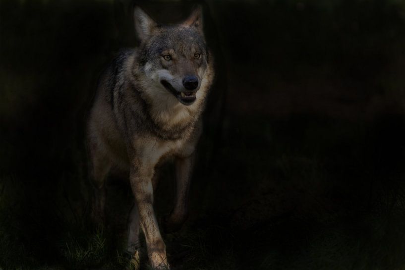 Wolf, Europäischer Wolf von Gert Hilbink