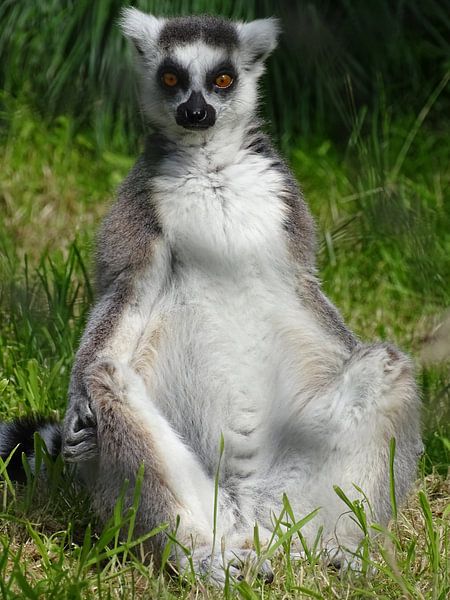 Ring-tailed lemur  by Sandra de Moree