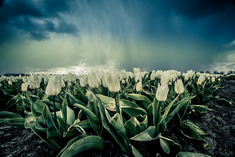 Regen über Werfershoof von peterheinspictures