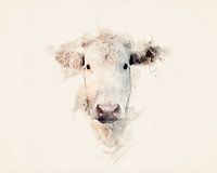 Vache blanche