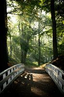 Lueur matinale à Clingendael La Haye