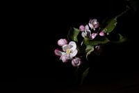 Apple Blossom