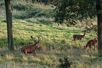 Rothirsch mit Hirschkuh
