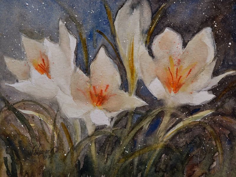 Crocus flowers by Christine Nöhmeier
