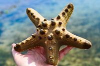 Starfish
