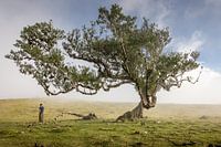 Sous le vieux laurier