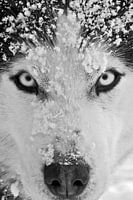 Siberian Husky Schwarzweiss-Nahaufnahme 