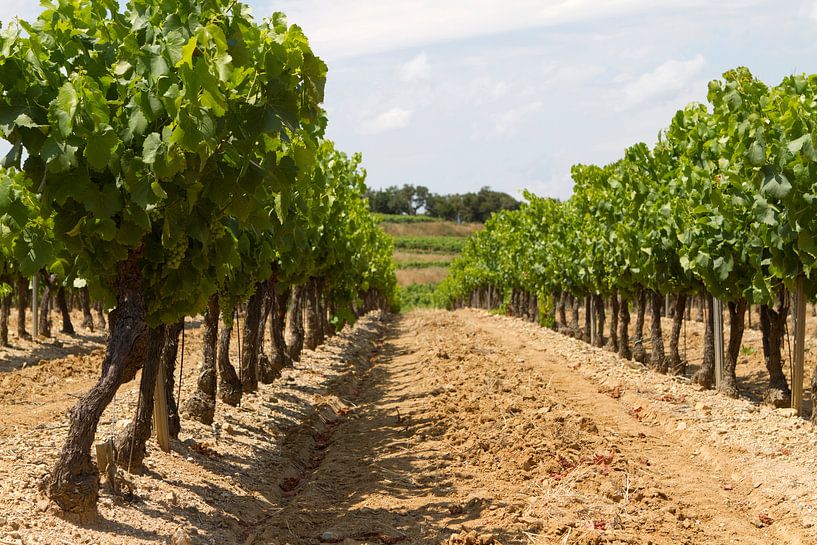 Grape vines in a vineyard in the South of France (4) by rene marcel originals