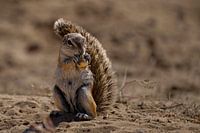 Écureuil terrestre grignotant un bulbe de fleur, Parc transfrontalier de Kgalagadi, Afrique du Sud