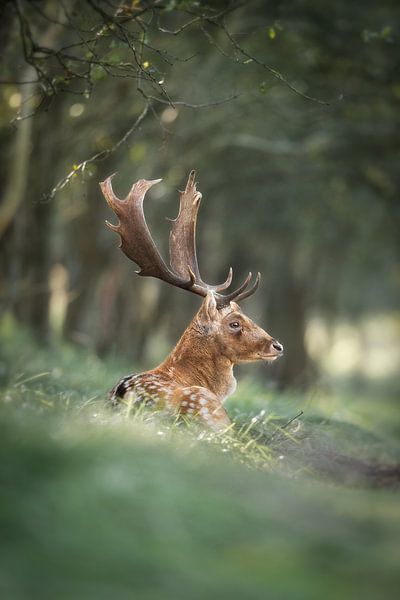 Les daims se reposent. par Patrick van Os