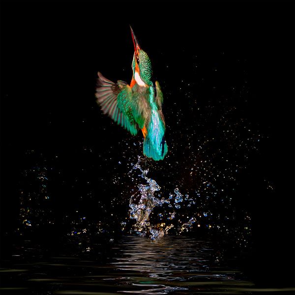 Kingfisher comes out of the water after a dive by gea strucks