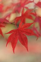 Japanese maple 'leave