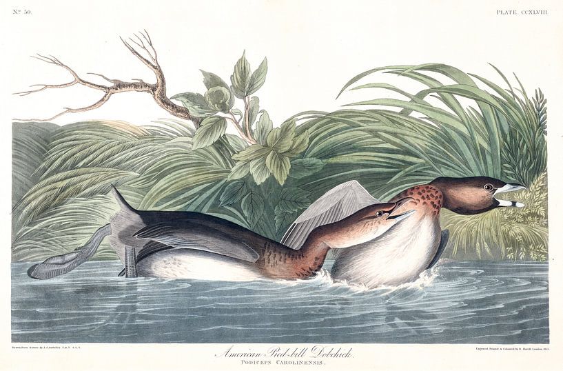 Grèbe à Bec Bigarré par Birds of America