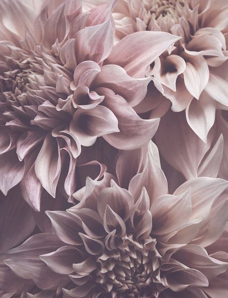 Dahlienblüten von Marina de Wit