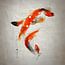Koi