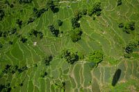 Rice fields from above