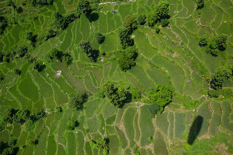 Rice fields from above by Merijn Geurts