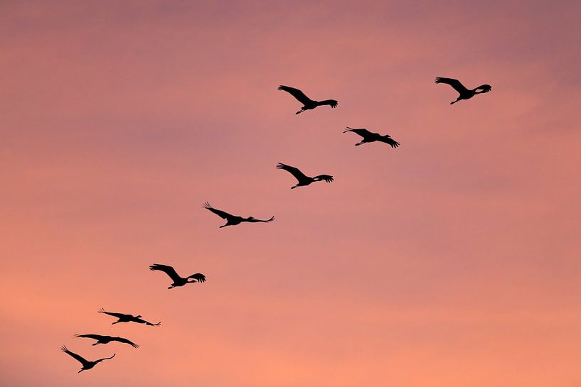 Crane birds or Common Crane birds flying in mid air in a sunset by Sjoerd van der Wal Photography