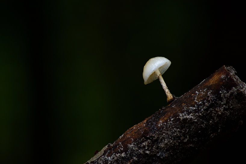 Un champignon sur une branche par Gerard de Zwaan