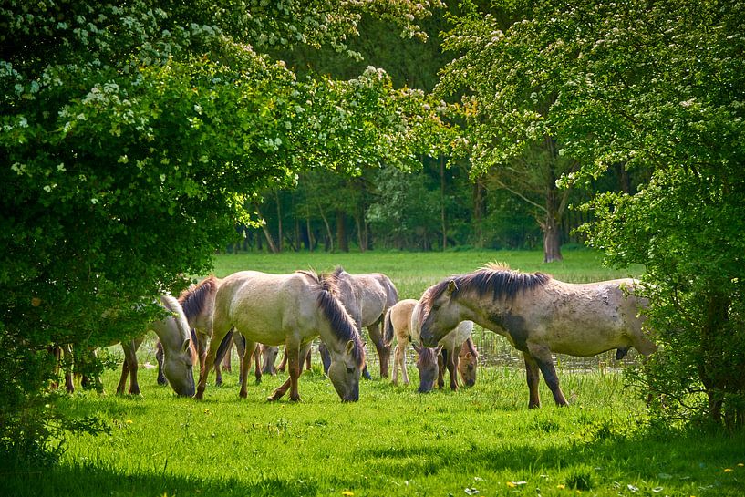 Grazing Konik horses in the Horsterwold by Jenco van Zalk