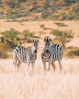 Zebras in the wild in Spitzkoppen, Namibia