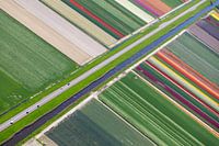 Culture de bulbes à fleurs le long du canal