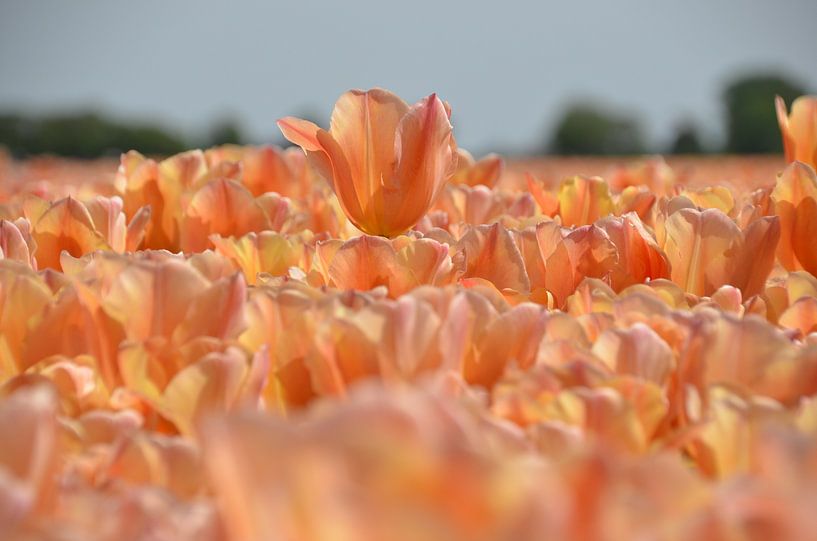 Tulpen von Corinna Vollertsen