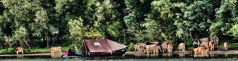 Avec les vaches en vacances! par Jessica Berendsen