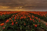 Tulips in Holland